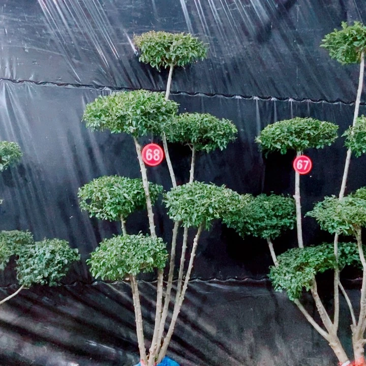 一物一图一物一拍