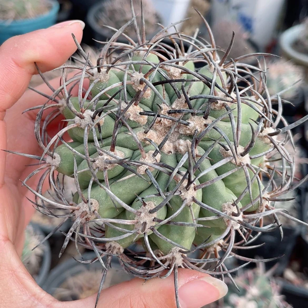 【闪购商品】黑曜丸冒根芽6666