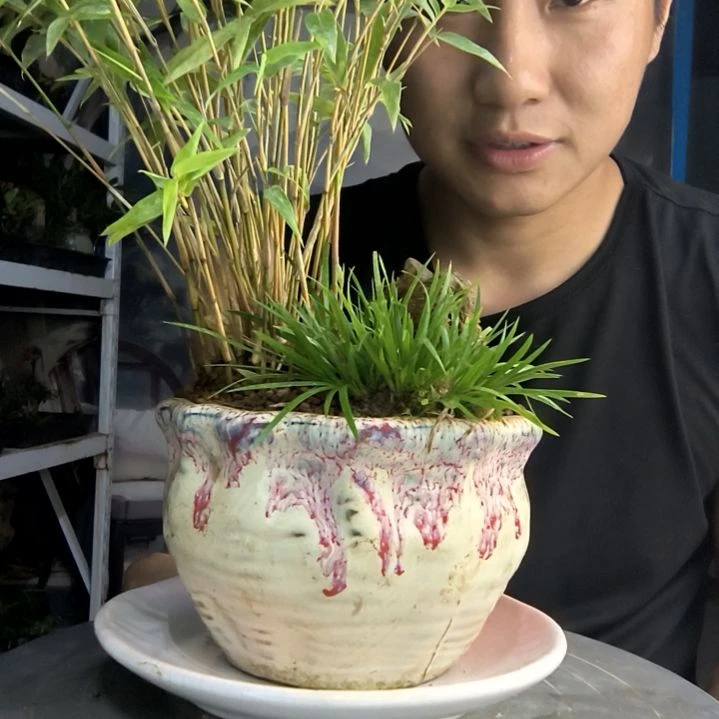 A*a中青园艺一物一拍79