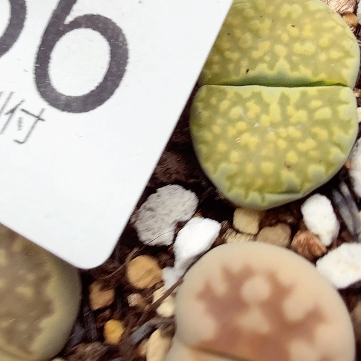 税***税哈哈笑不出话我都566