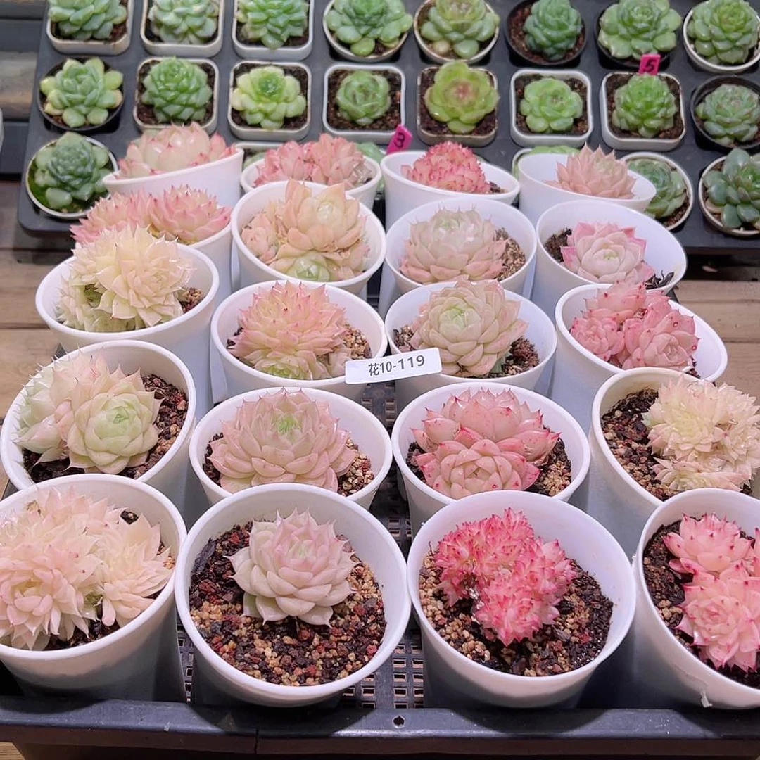 花利美10-119框拍20颗 含盆土