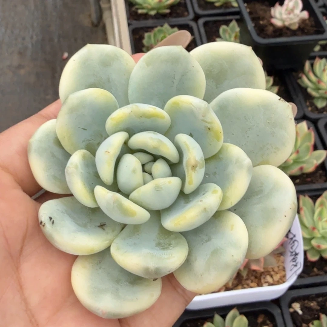 望舒锦腹轮锦主头