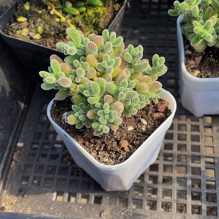 冰晶枝干5.8带盆土