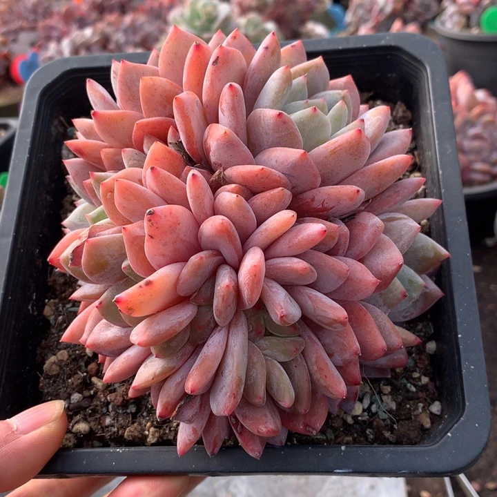 多肉植物雪天使八头