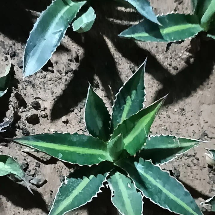 潮流植物青黛蓝龙舌兰一颗