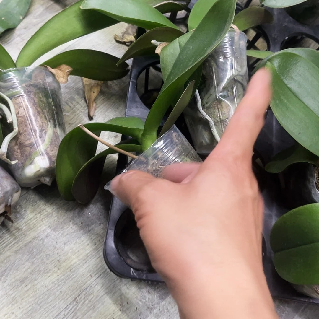 当前无花栽培后可以开花蝴蝶兰弯弯实生控剑苗3.0