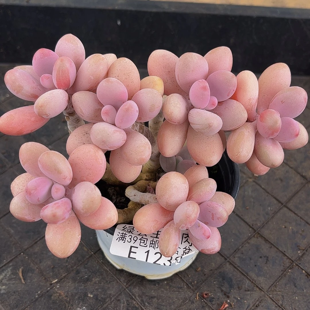 123-糖果桃蛋多肉12cm