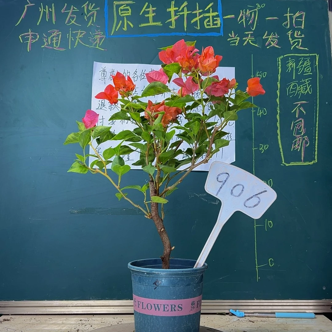 当前无花栽培后可以开花  暗斑夕阳红  906