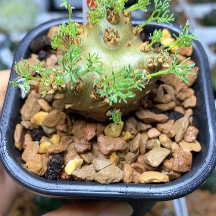 无花朵白皮月界37号