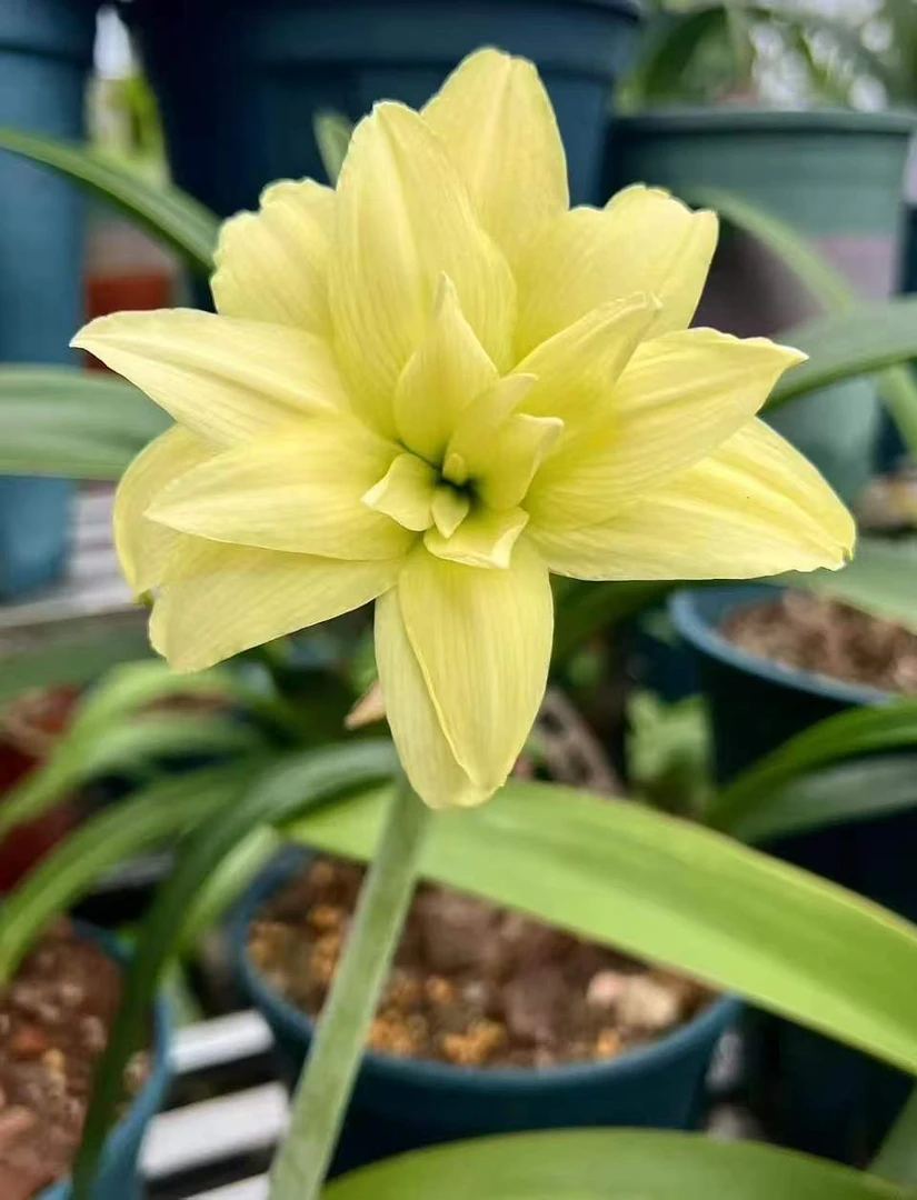 朱顶红双月1.7厘米