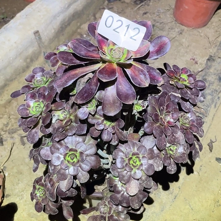 多肉植物法师212晚霞