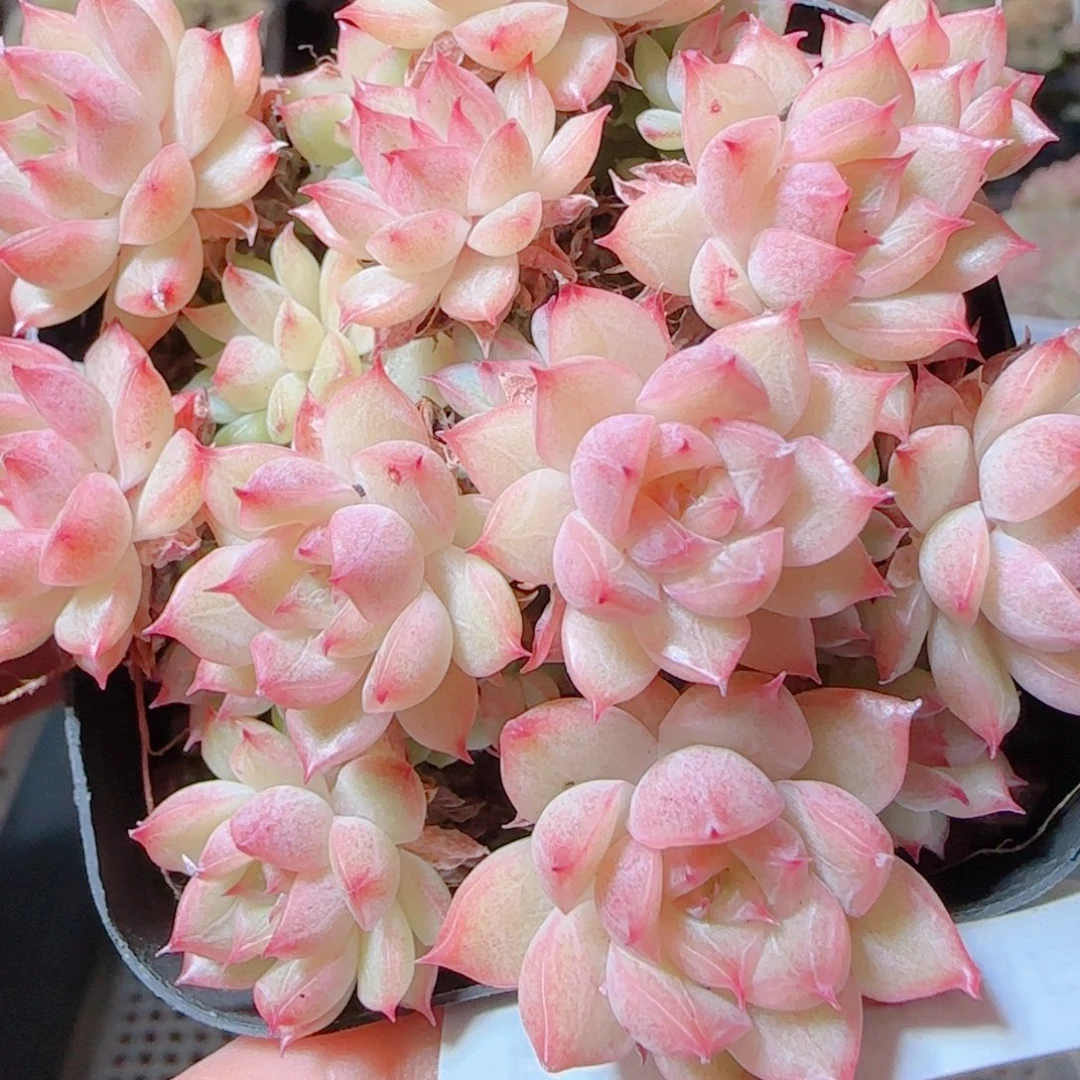 花语逸镜1116-572散