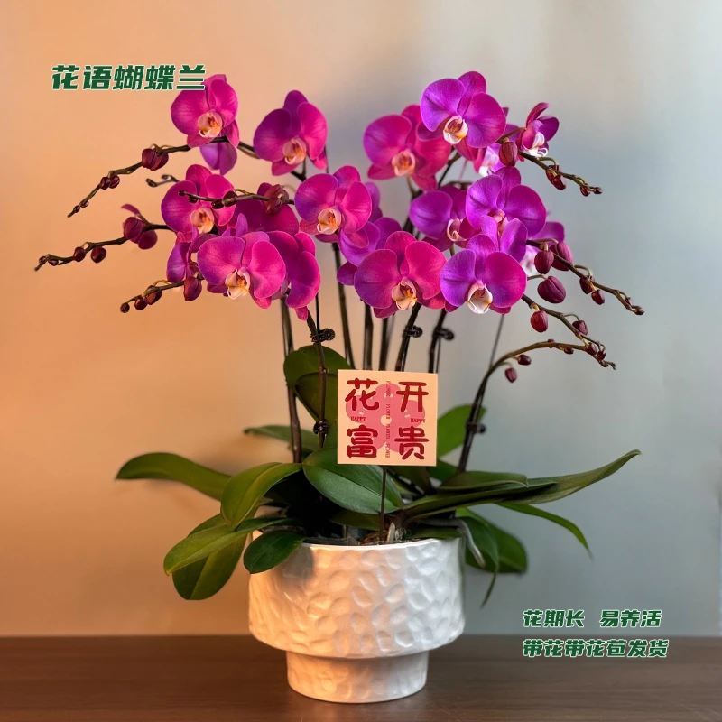 蝴蝶兰【素心】 带花带花苞发货 室内客厅阳台花卉 好养易活