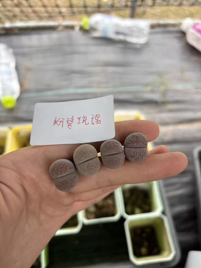 21多肉植物生石花粉碧琉璃一颗