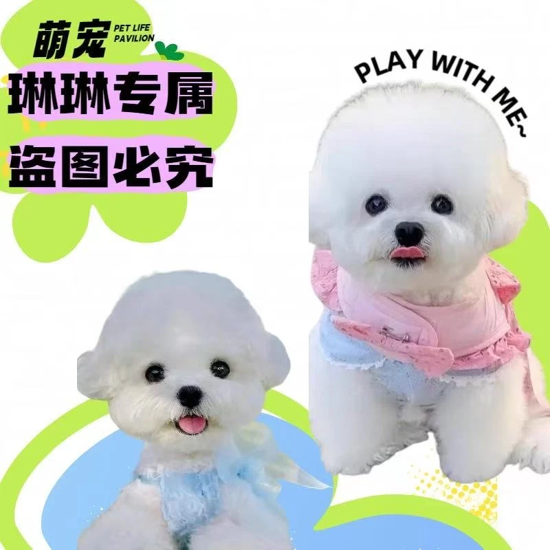 【自选宠物小型宠物活体】比熊博美泰迪宠物狗狗活体 岫流