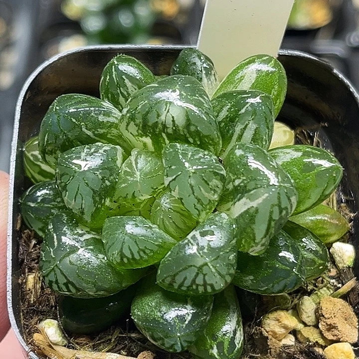 49双头大窗塑料皮玉露锦