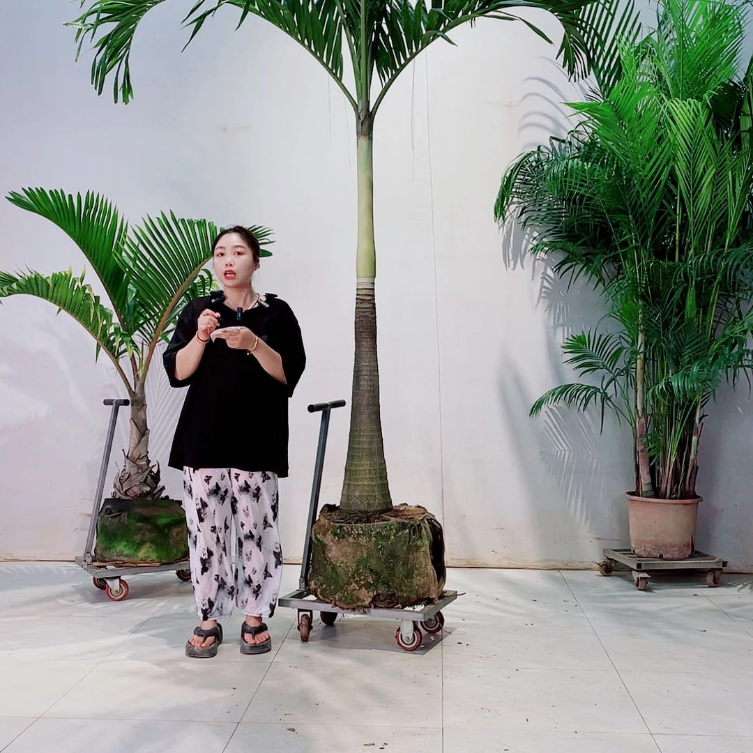 无花朵栗****y24678899909909