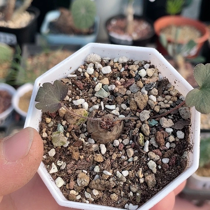 117产地肾叶杨葵，