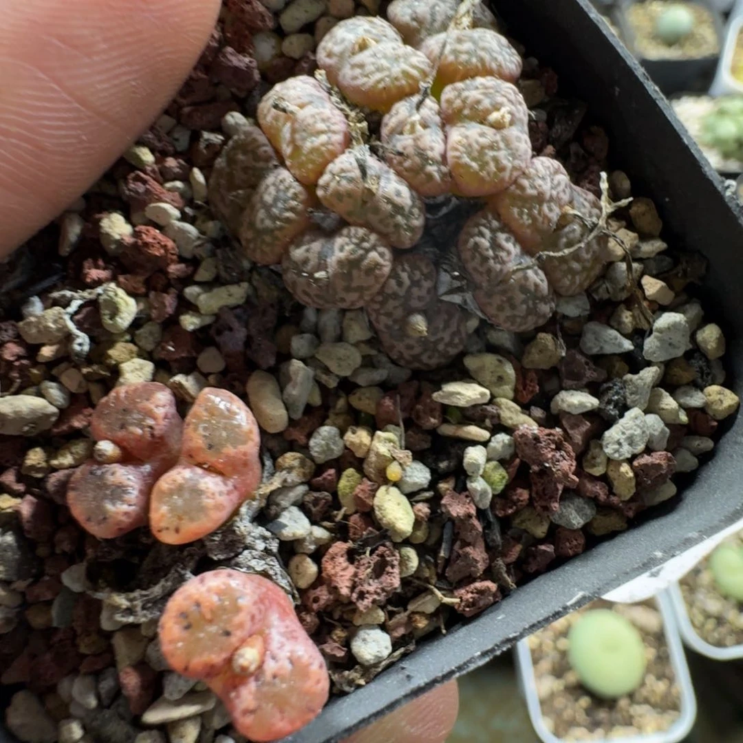 3540。鸟哈尼一盒