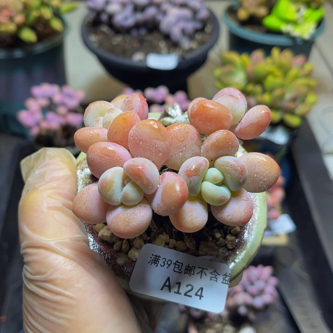 124橘子香水洛神8厘米