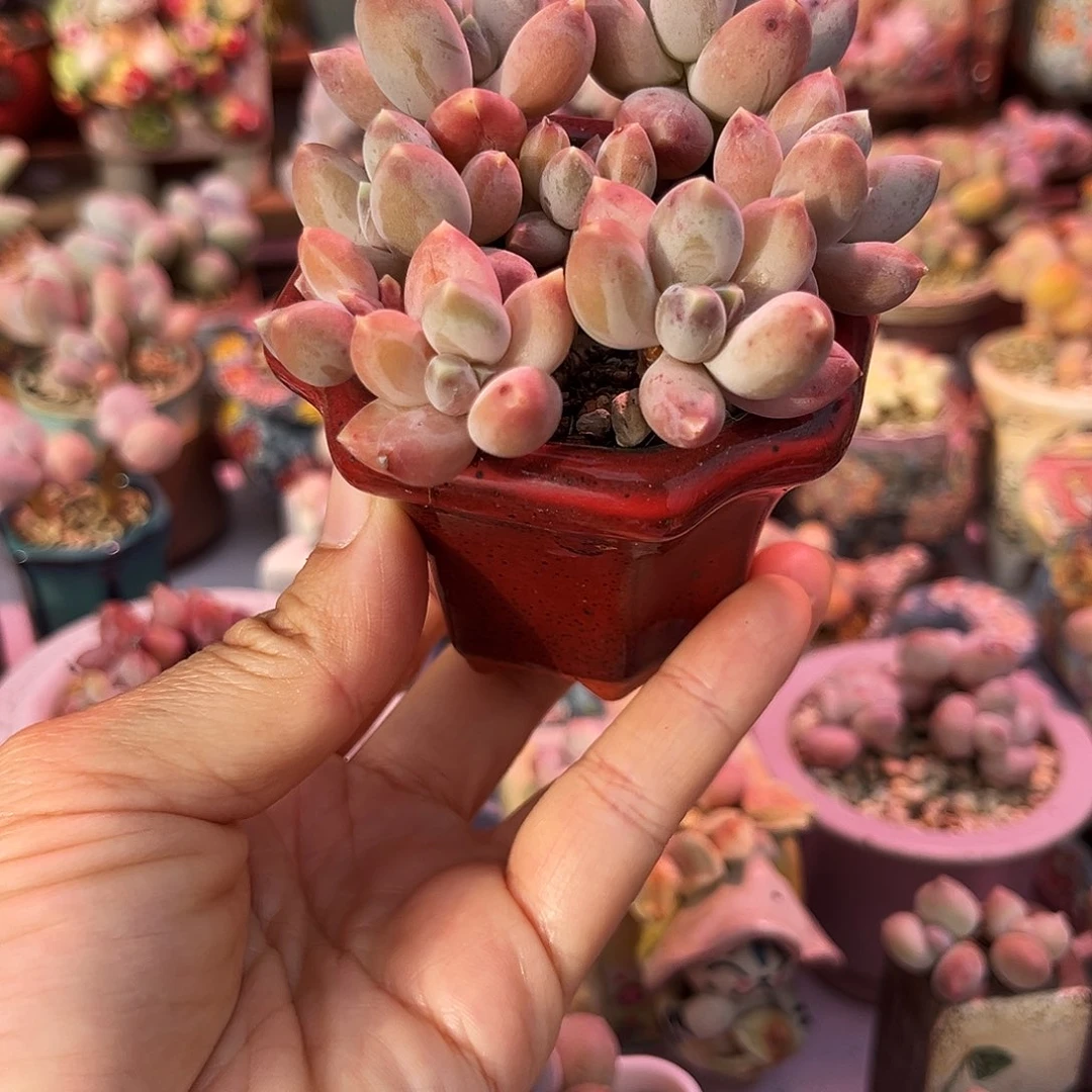 松果奶酪一物一拍