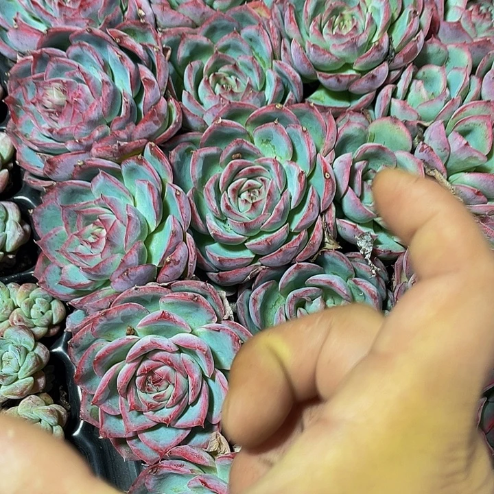 水晶玫瑰1.8带土发货