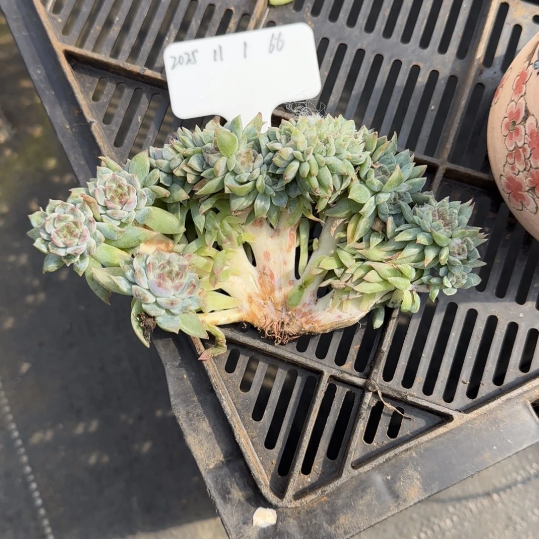 一物一拍秘境冰魄龙头树缀66