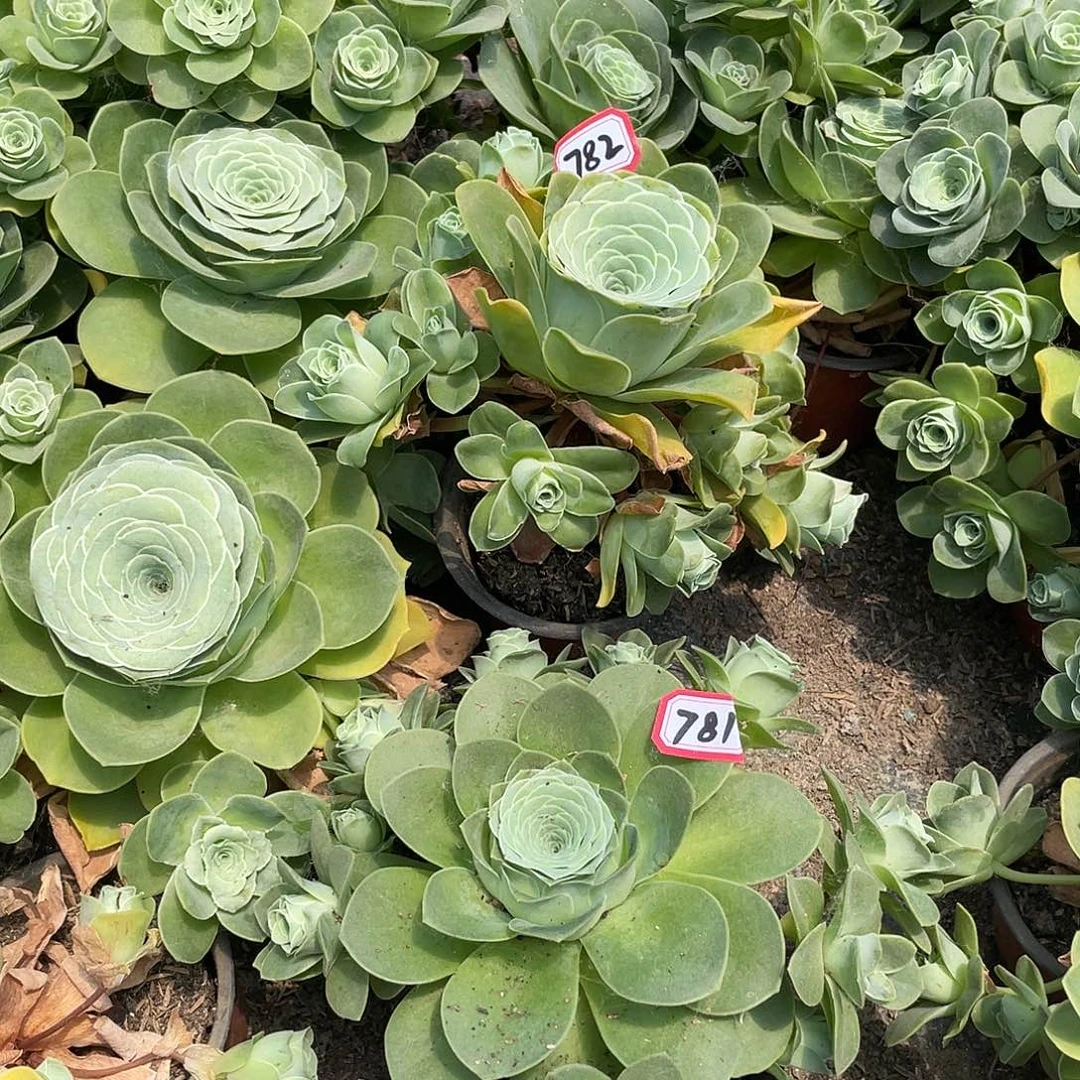 山地玫瑰多肉不售后 782