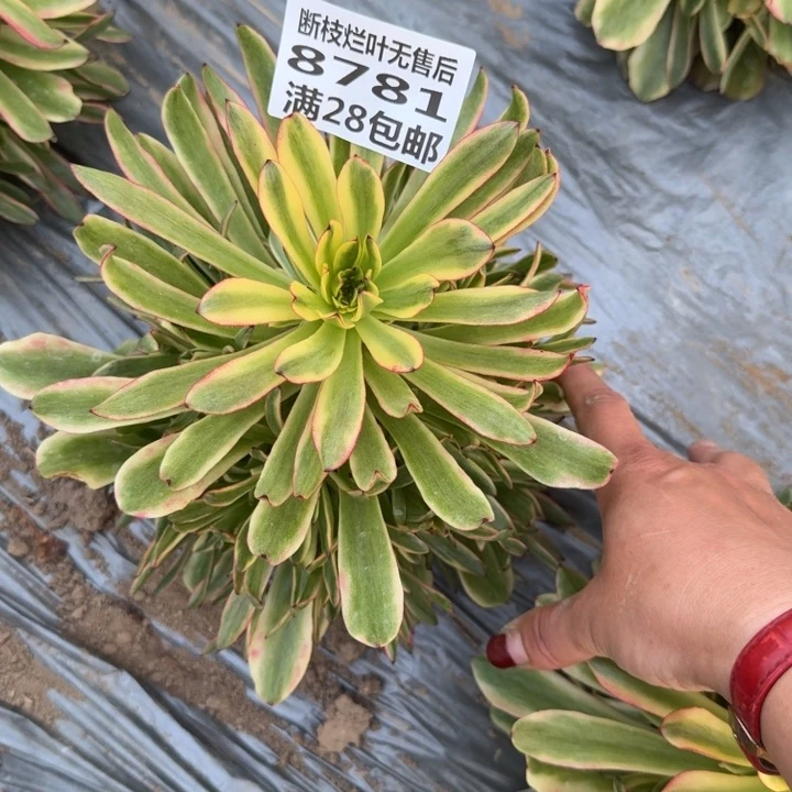 风**淡8781一号棚油画少女J