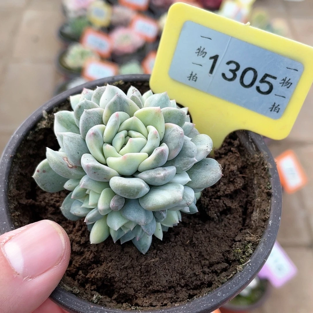 【闪购商品】1305号