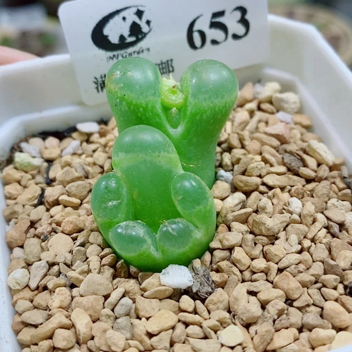 生石花花花花花花花653