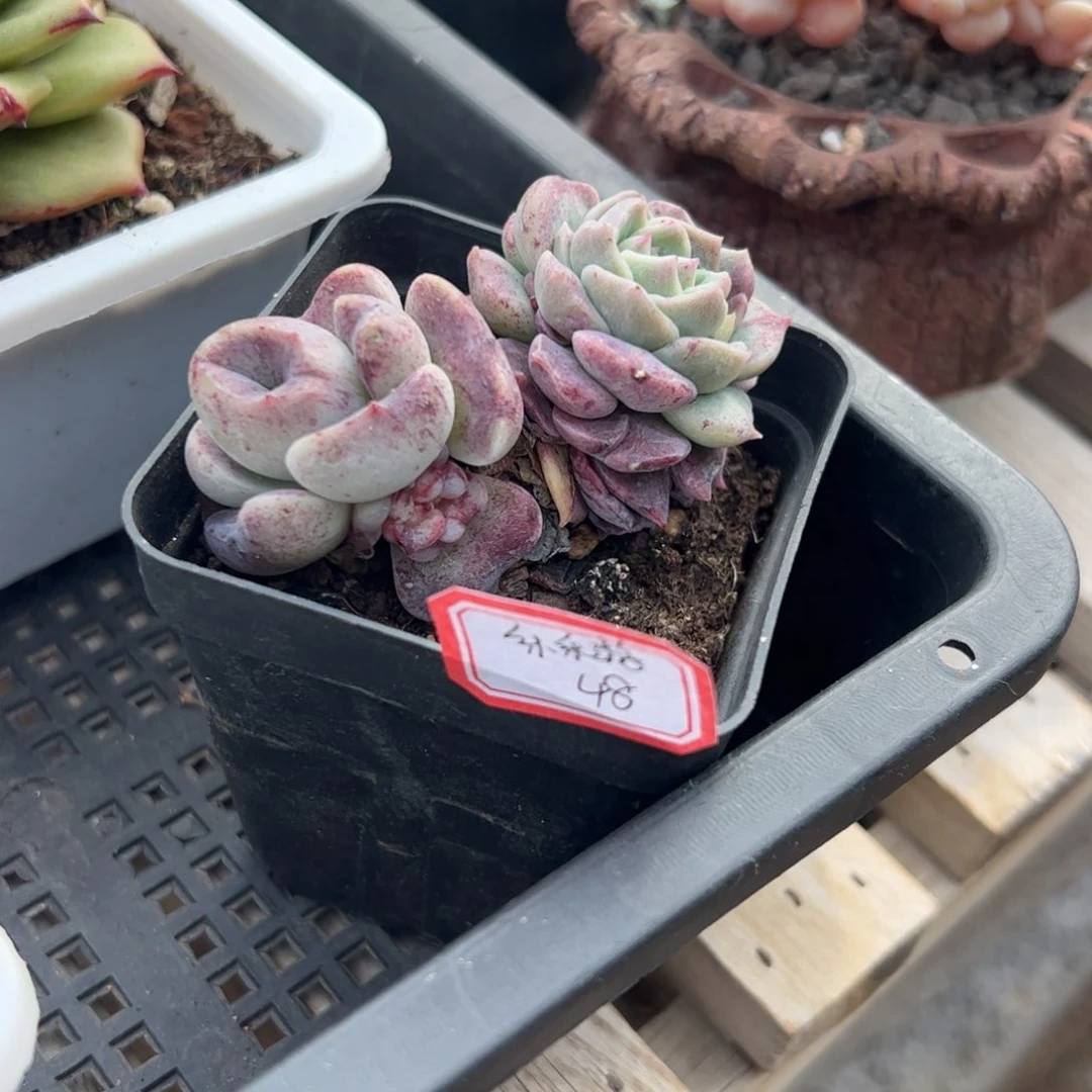 多肉植物多肉植物