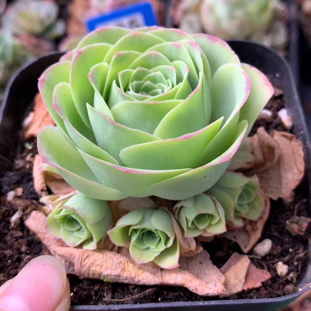 一物一拍星辰福利053
