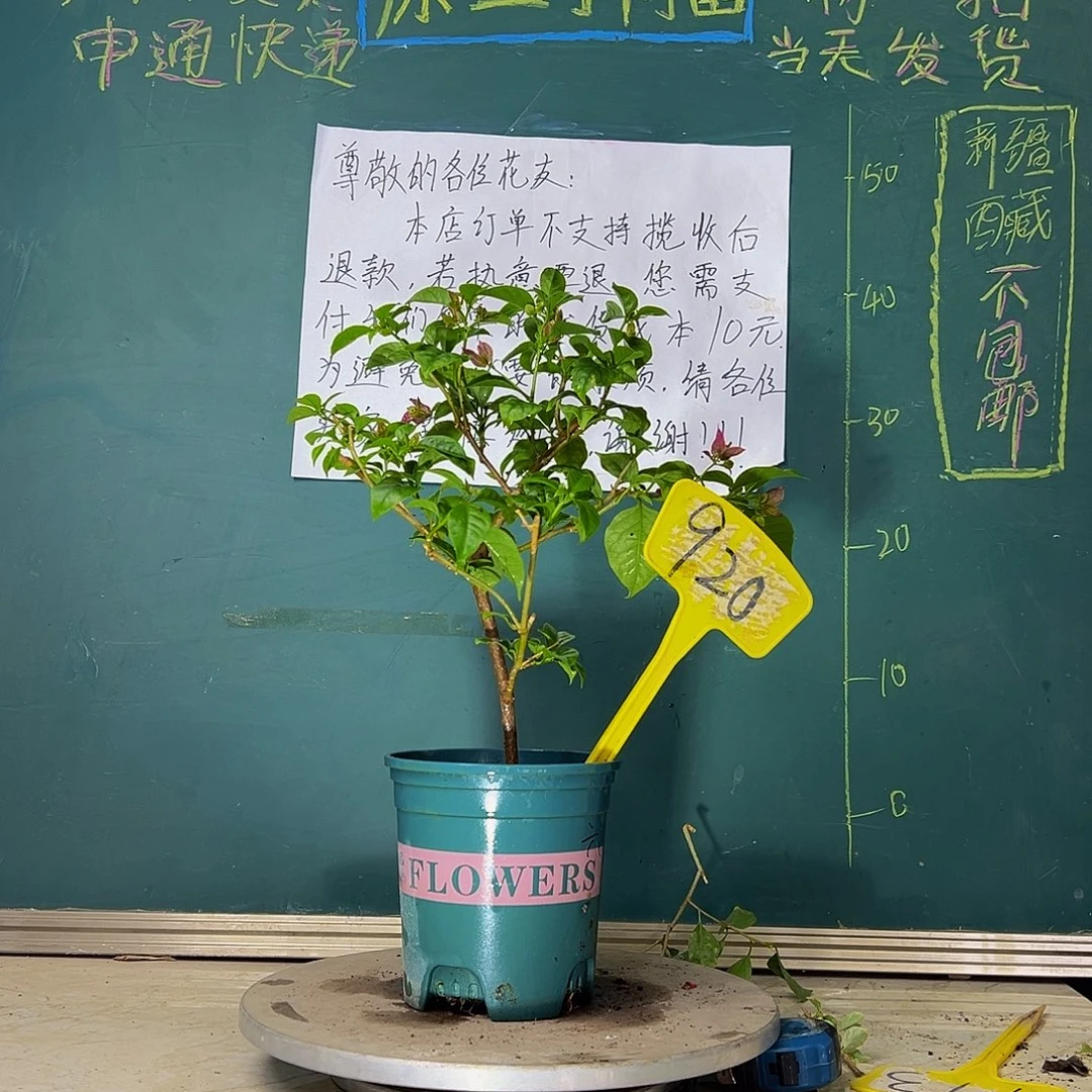 当前无花栽培后可以开花  六翼天使  920