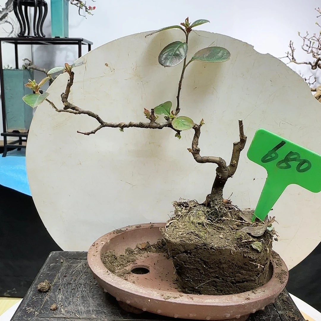 无铅玻璃至*宝花梨木瓜包邮到家