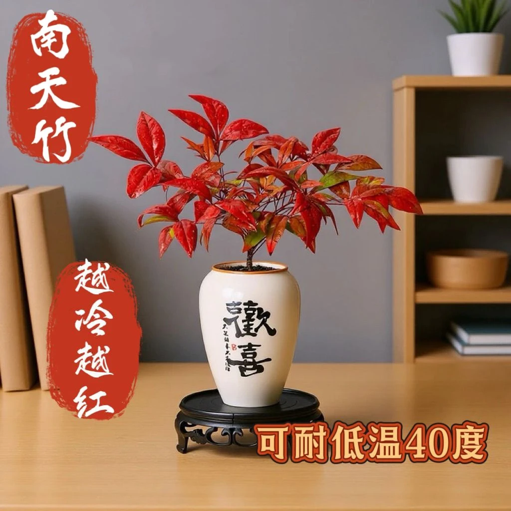 火焰南天竹室内庭院耐寒变红叶绿植盆栽桌面迷你盆景好养易活花卉