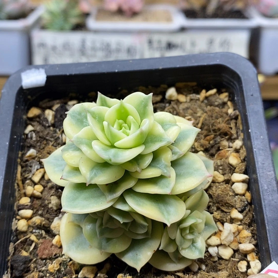 15197 蜡牡丹白覆轮锦自然群