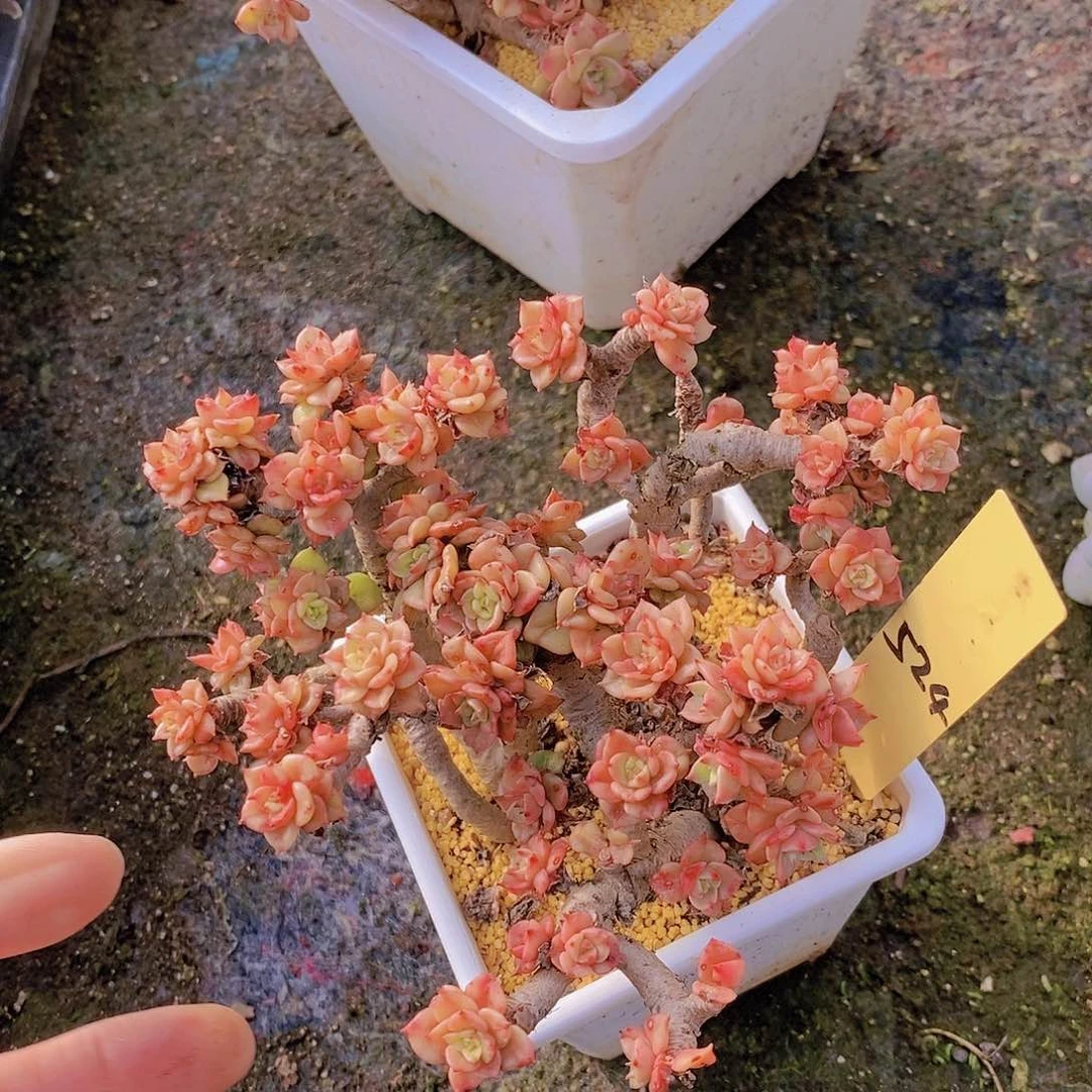 524多肉植物老桩