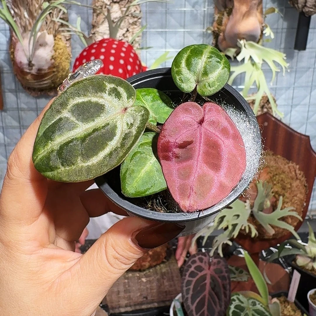 完全开放粉柠檬杂红杂nse红水晶