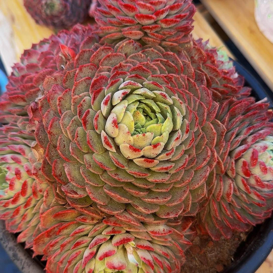 野*禅他哈怕他爸爸啊爸爸