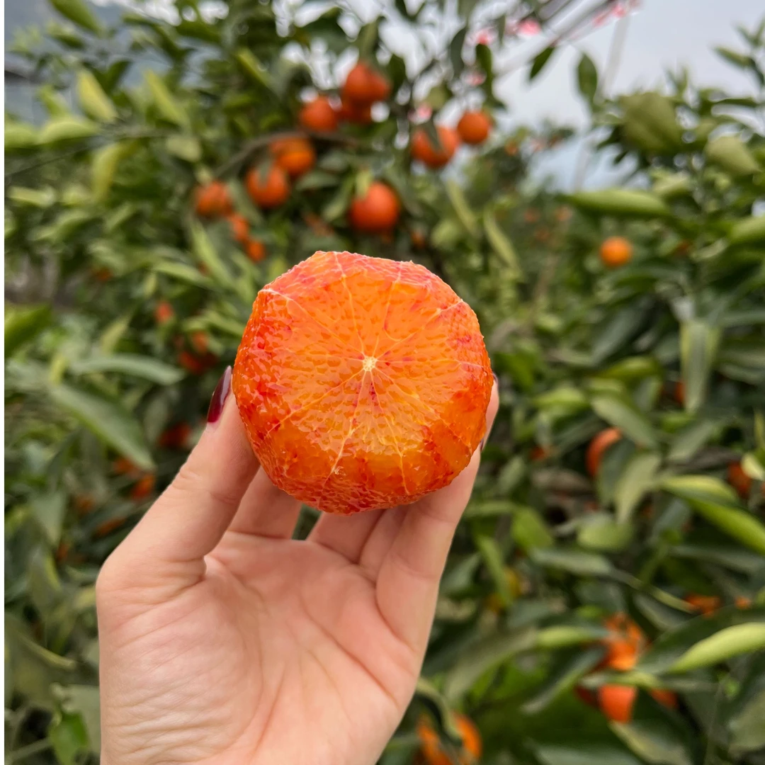 正宗重庆万州玫瑰血橙塔罗科血橙新鲜孕妇酸甜水果非长寿资中血橙