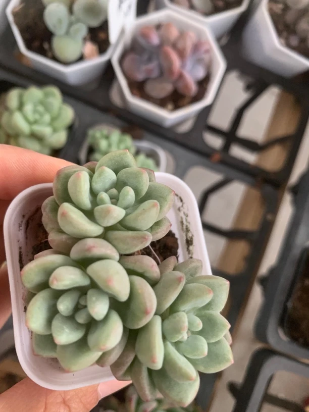 精品泡泡糖多肉植物