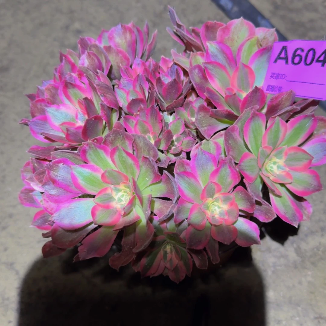 法师多肉不包损粉女郎604