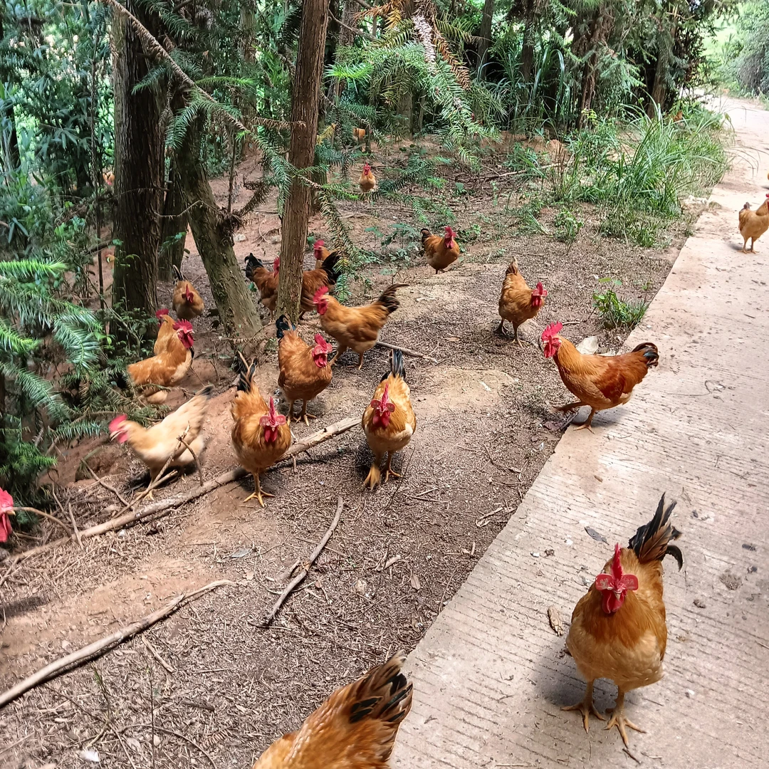 走地鸡山鸡散养鸡