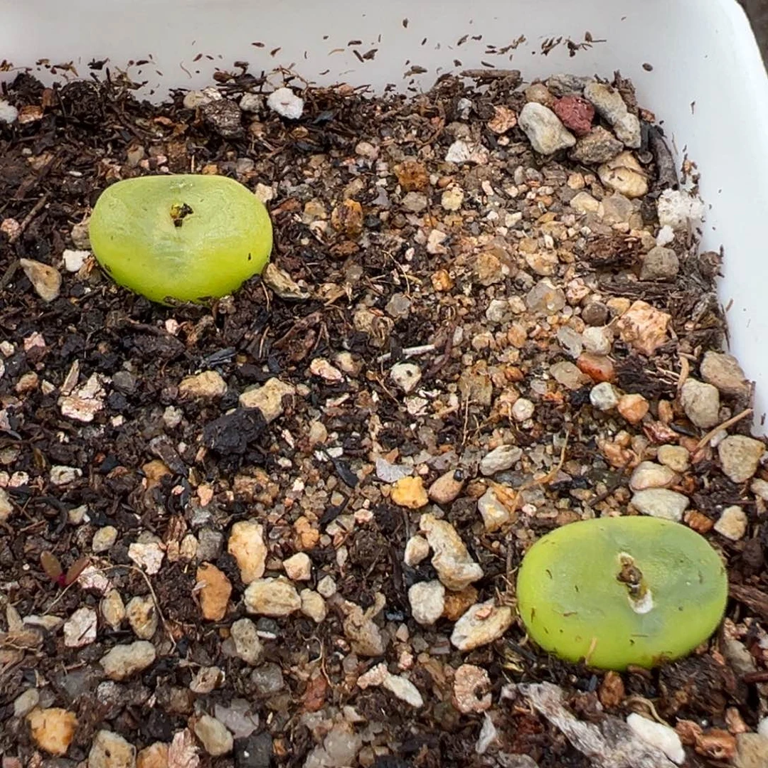 2.13好看的多肉381