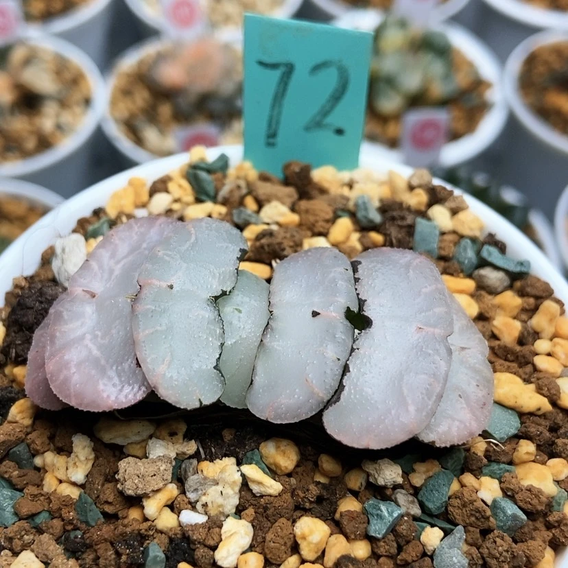 【闪购商品】小*子72旷月玉扇