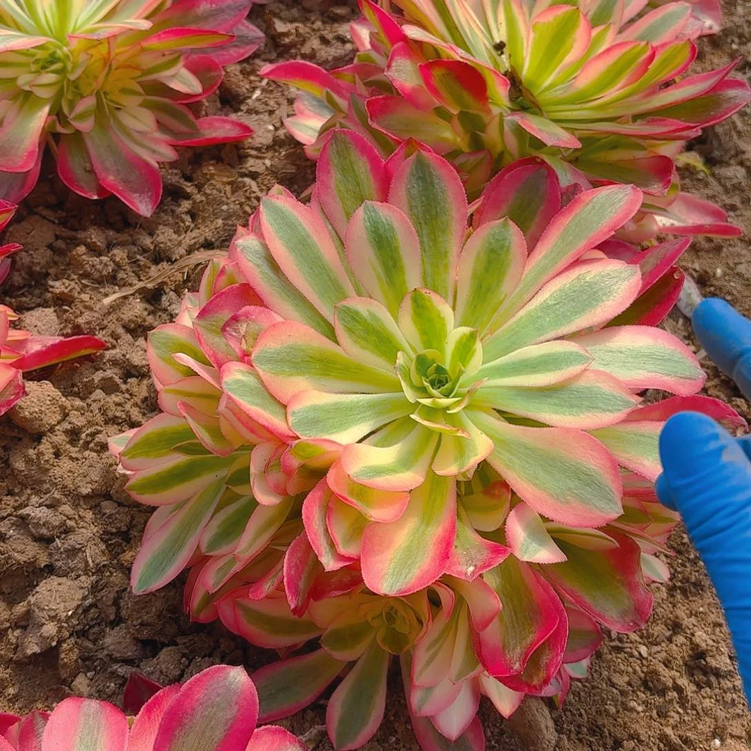 女巫手捧多肉植物