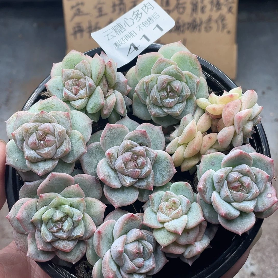 云糖心多肉植物411