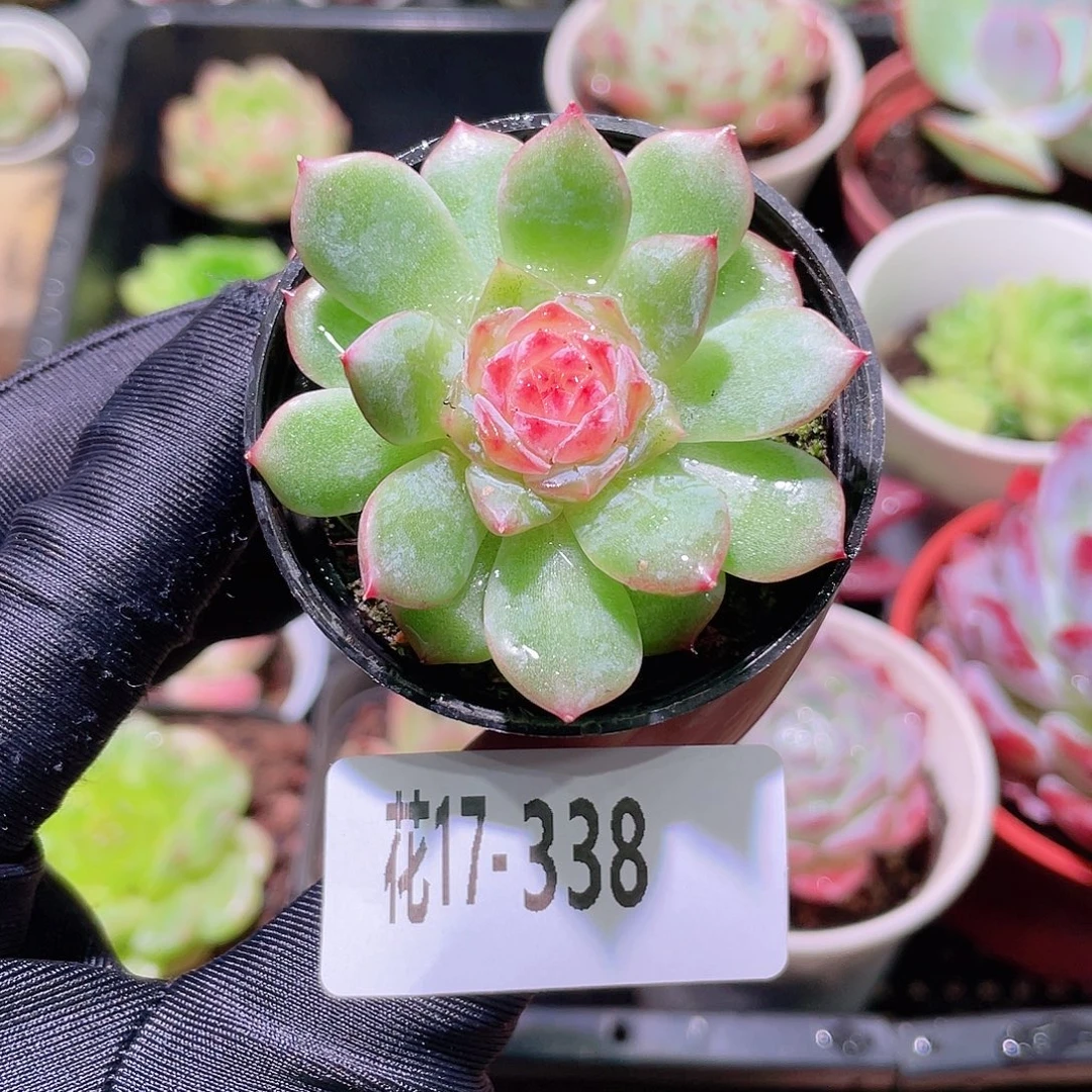 花利美17-338糖心新品