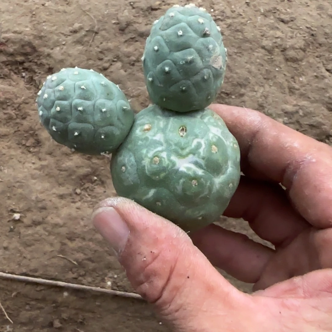 【闪购商品】无花朵落地龙鳞圆球无根139